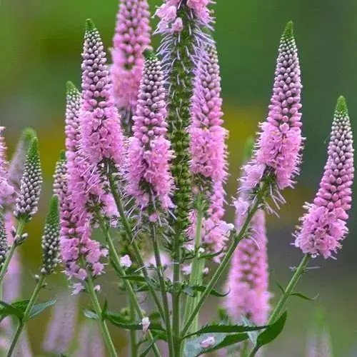 Вероніка колосиста "First Choice" (188397) 1 саженец - фото 1