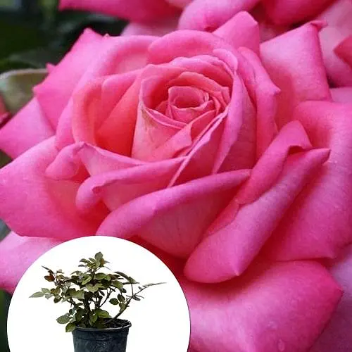 Роза в контейнере чайно-гибридная "Wedding Bells" (садник класса АА+) (185749) 1 саженец - фото 4