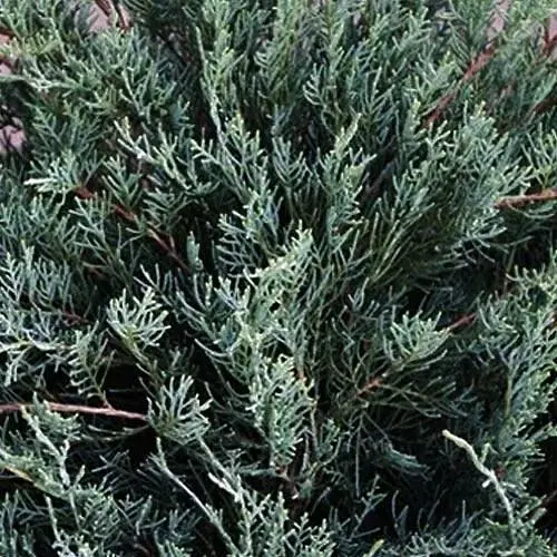Можжевельник виргинский "Блю Клауд" (Blue Cloud) горшок P9 (39016) 1 саженец - фото 1