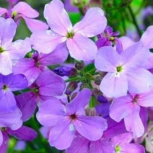 Матиола (в банке) ТМ "Весна Органик" 15г (46708) - фото 1