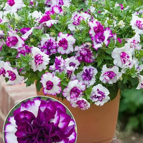 Петуния полуампельная Tumbelina "Nicola" (189796) 1 саженец - фото 2