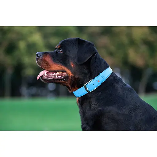 Нашийник для собак шкіряний Waudog Glamour з QR-паспортом без прикрас L Ш 25 мм Д 38-49 см блакитний - фото 7