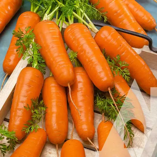 Морква Садиба Каріні 1 г 