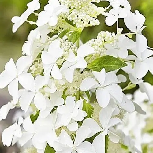 Гортензия метельчатая Agro-Market Levana (103408) 1 саженец в упаковке - фото 1