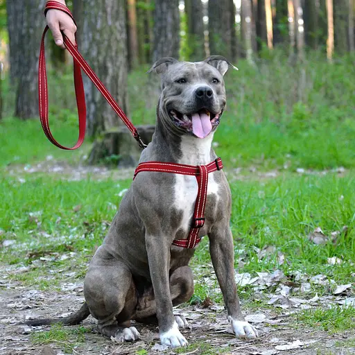 Шлея для собак Barksi Active світловідбивна (обхват грудей 58-71 см ширина 2.5 см) червона - фото 5