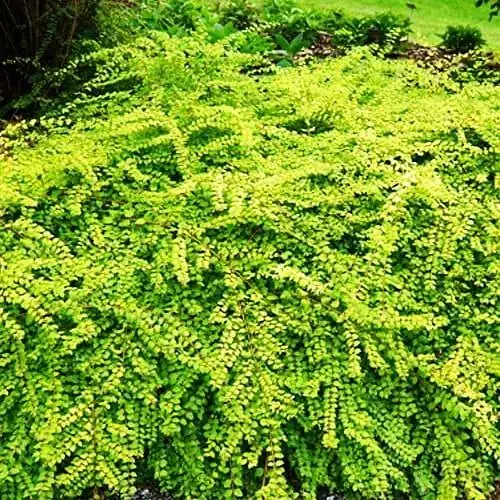 Снігоягідник Шено "Brain de Soleil" С2 (187654) 1 саджанець - фото 1