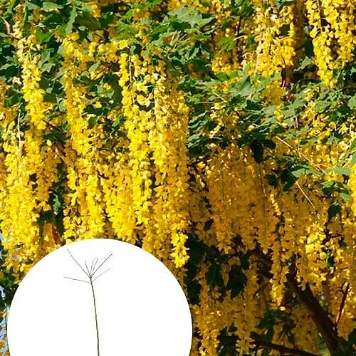 Бобовник ватерера на штамбі "Vossii" С5 висота 130-150см (184540) 1 саджанець - фото 3