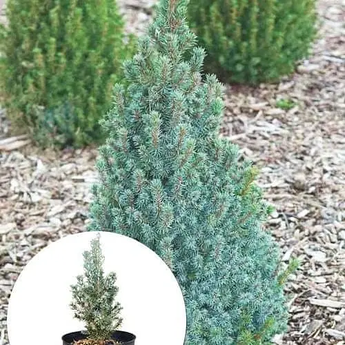 Ялина 3-х річна Agro-Market канадська Sanders Blue вазон С3 висота 20-30 см 145522 1 саджанець в упаковці - фото 1