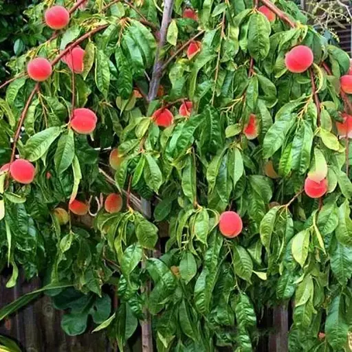 Персик плакучий на штамбе Agro-Market "Коллинз" (возраст от 2-х лет, высота 150-190 см) (53409) 1 саженец в упаковке - фото 1