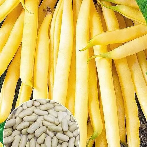 Фасоль "Сонестина" ТМ "Весна" 15г (177668) - фото 1