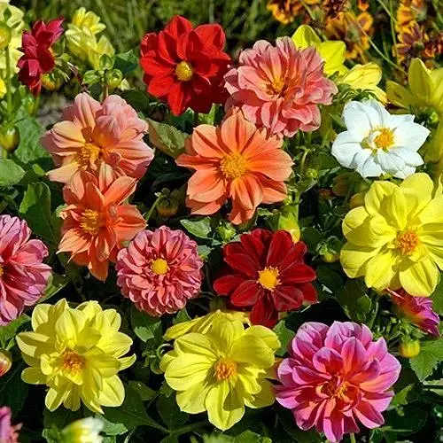 Жоржина "Карликова Суміш" Весна 0.2г (19766) - фото 1