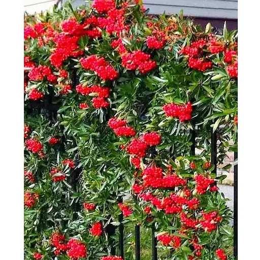 Піраканта "Red Column" 3-річна (висота 80-100см) (184989) 1 саженец - фото 1