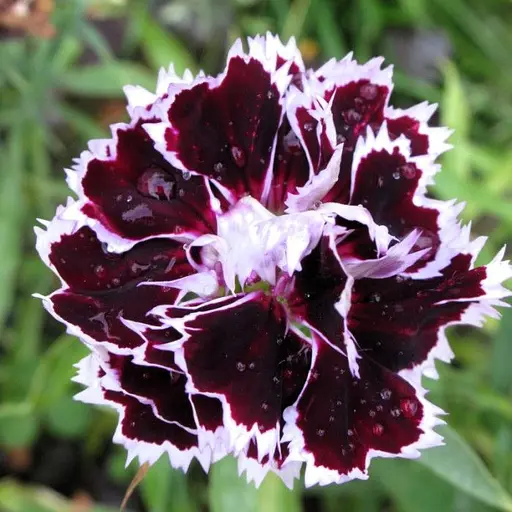 Насіння Гвоздика Насіння України Китайська К'янті 0.1 г (779100) - фото 2