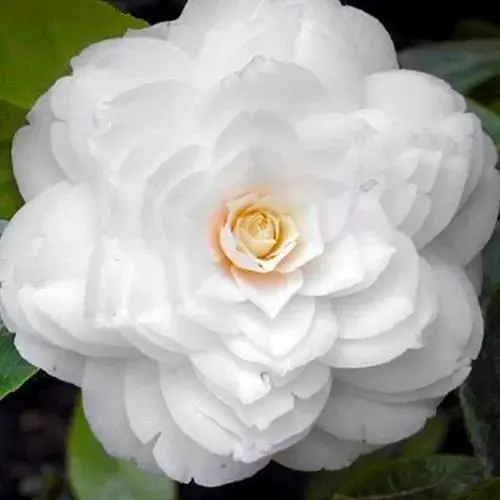 Камелия японская белая "Mont Blanc" (48323) 1 саженец - фото 1