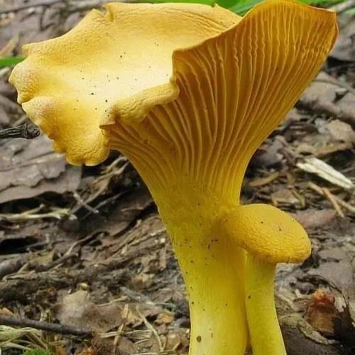 Сухий зерновий міцелій "Лисичка жовта" 10г (45496) - фото 1