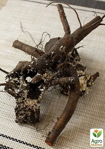 Півонія ІТО "Yellow Heaven" 1 шт (38273) (Корневище) - фото 2