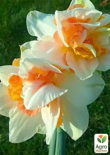 Нарцисс "Rosy Cloud" 2 шт (17160) - фото 3