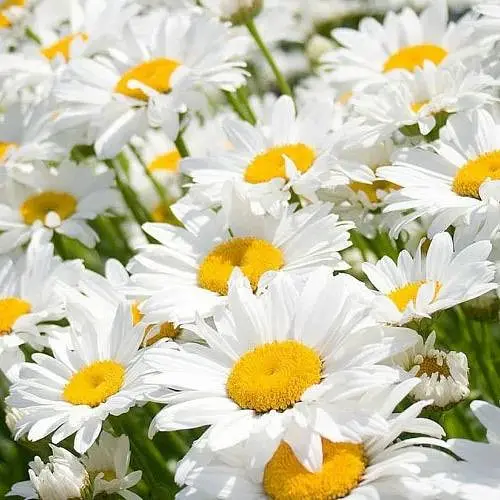 Ромашка крупноцветковая (букетная, срезочная) (188405) 1 саженец в упаковке - фото 1