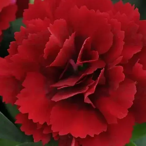 Гвоздика Махрова "Oscar Dark Red" (188811) 1 саженец - фото 1