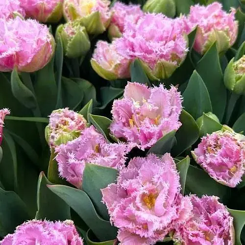 Тюльпан "Perth" (186223) 2 шт - фото 1