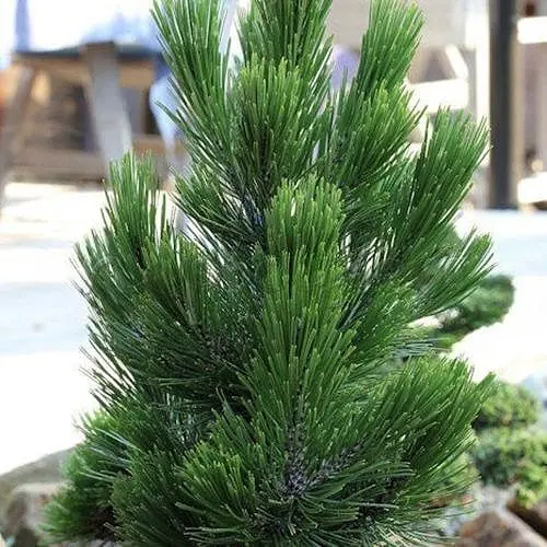 Сосна щеплена Agro-Market 2-річна білокора Little Dracula С3 висота 25-30 см 188211 1 саджанець в упаковці - фото 1