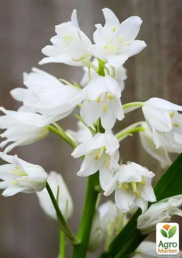 Гиацинтоидес "Белый" (размер 6/7, большой) 5 шт (17295) - фото 2