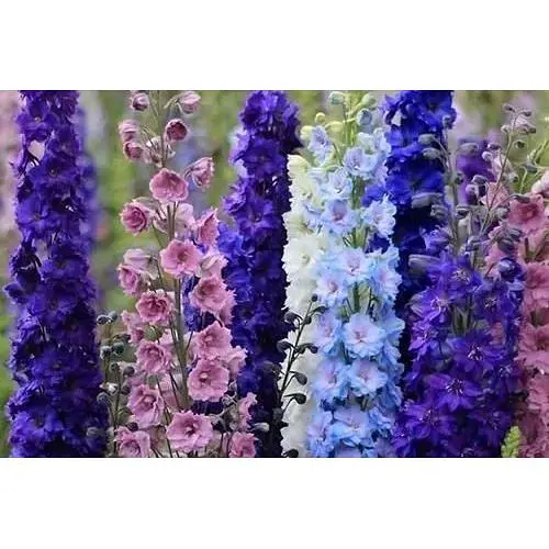Дельфиниум "Аякса" Весна 2г (33084) - фото 1