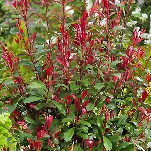 Фотиния Фрейзера "Carre Rouge" вазон Р9 (187093) 1 саженец - фото 1