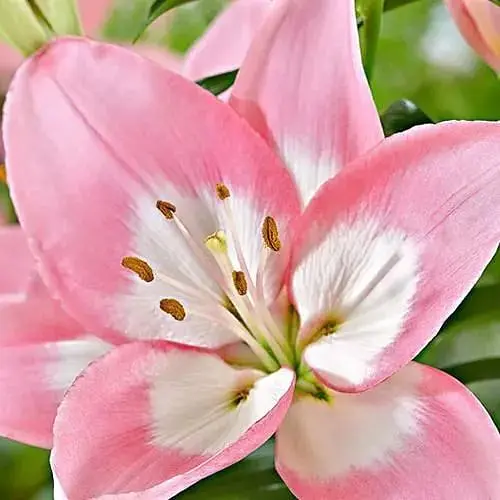 Лілія "Levi" (176126) 1 шт - фото 1