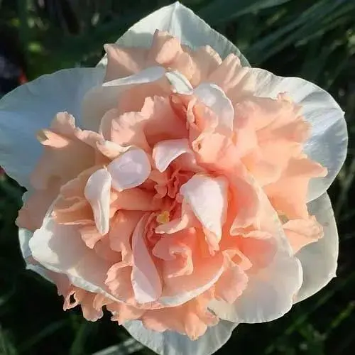 Нарцисс "Flower Surprise" 2 шт (17156) - фото 1