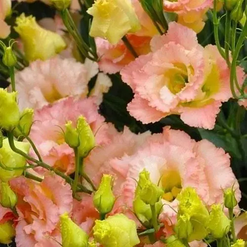 Еустома махрова "Alissa Champagne" укорінена в контейнері Р9 (50565) 1 саженец - фото 1