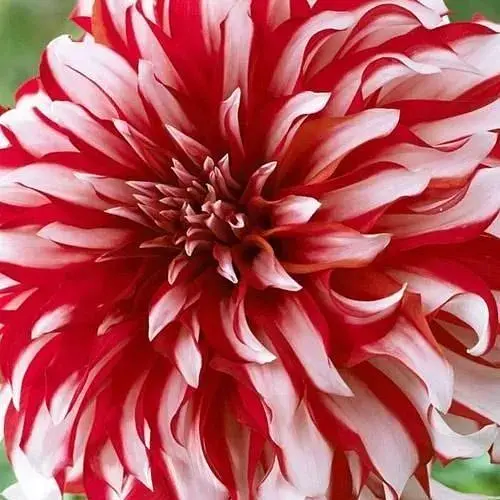 Жоржина "Santa Claus" (72026) 1 шт - фото 1