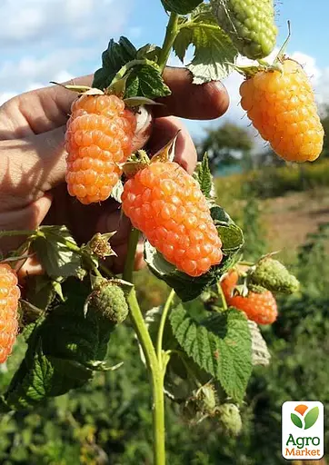 Малина Agro-Market "Оранжевое чудо" (ремонтантный ранний сорт) 1-летний саженец (189520) 1 шт в упаковке - фото 2
