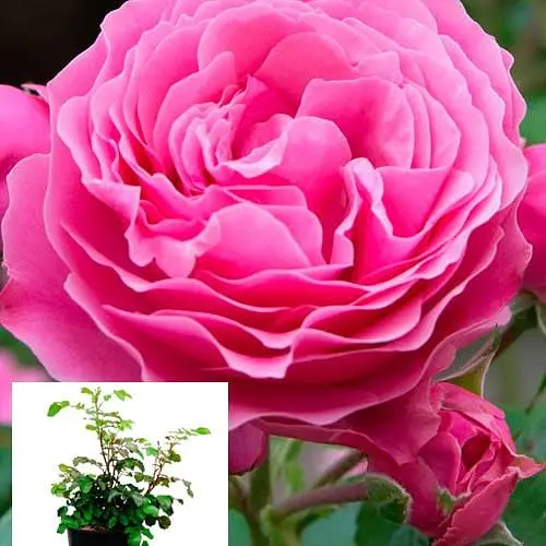 Роза в контейнере плетиста "Pink Mushimara" (саженец класса АА+) (152603) 1 саженец - фото 2