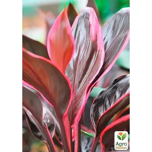 LMTD Кордилина Agro-Market Tango 35-45см (178897) 1 саженец в упаковке (комнатный) Нидерланды - фото 1