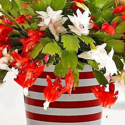 Шлюмбергера Agro-Market Bicolor (Декабрист, зигокактус) (71866) 2 саженца в упаковке  - фото 1