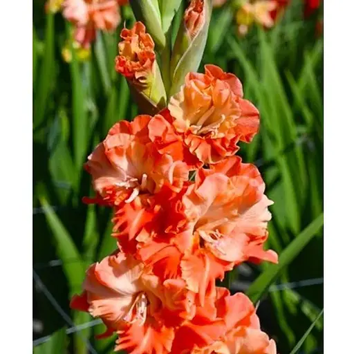 Гладіолус "Coral Crush" (189886) 3 шт Нідерланди - фото 1