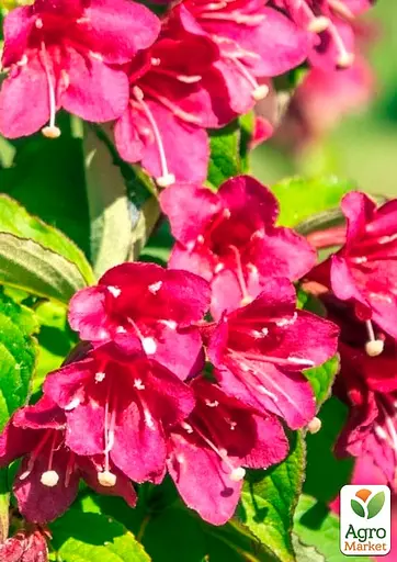 Вейгела квітуча 2-річна "Bristol Ruby" С1 висота 20-40см (185278) 1 саженец - фото 3