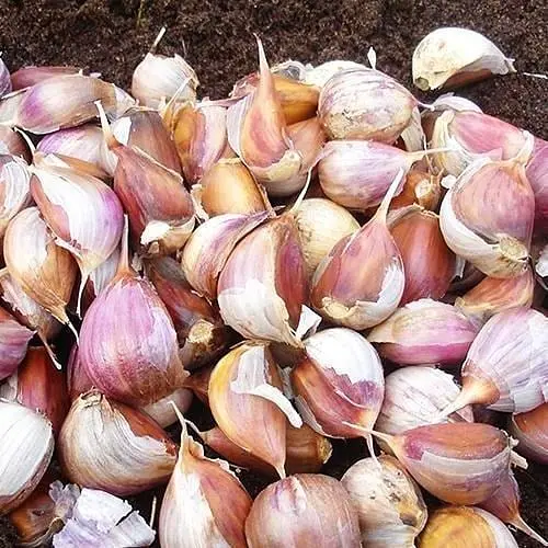 Часник посадковий (зубчики) "Любаша" Україна 0,2кг (44368) - фото 1