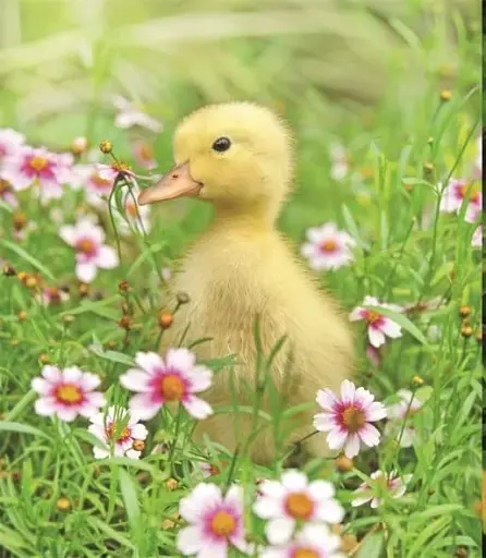 This Book Is Literally Just Pictures of Tiny Animals That Will Make You Smile - фото 2