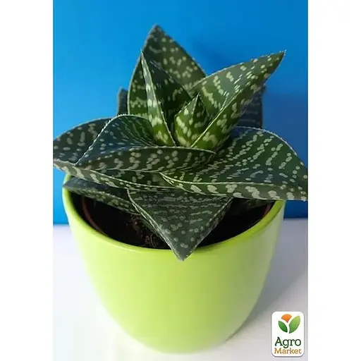 Сукулент Гастералое Agro-Market Tiki Zilla (вазон Р9) (186901) 1 саженец в упаковке  - фото 1
