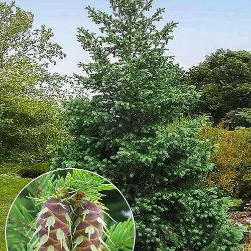 Псевдотсуга Мензіса Agro-Market Pseudotsuga С1.5 висота 40-60 см 189736 1 саджанець в упаковці - фото 1