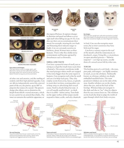 The Cat Encyclopedia - фото 11