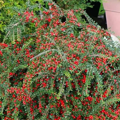 Кизильник гибридный "Skogholm" (183715) 1 саженец в упаковке - фото 1