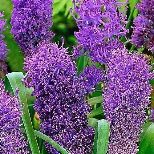 Мускари "Comosum Plumosum" (размер 6/7, большой) 5 шт (17207) - фото 1