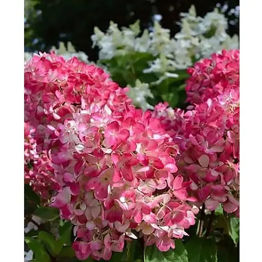 Гортензія волотиста 2-річна "Pink Queen" висота саджанця 20-30см (186203) 1 саженец - фото 1