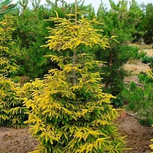 Ель восточная Agro-Market Skylands ком/сетка высота 100-120 см 188442 1 саженец в упаковке - фото 1