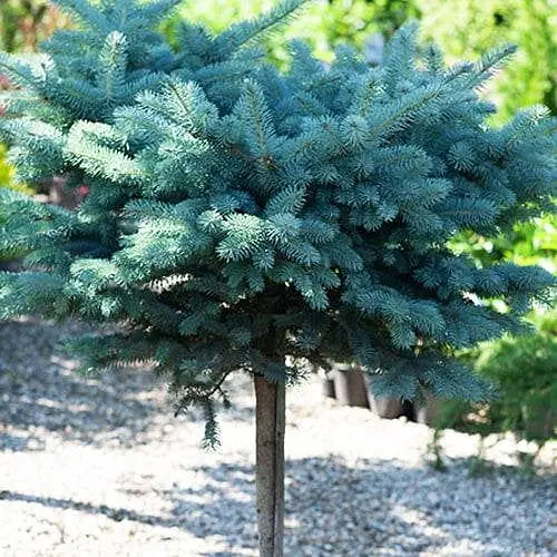 Ялина колюча Agro-Market на штамбі Glauca Globosa С5 висота 70-100 см 188054 1 саджанець в упаковці - фото 1