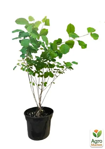 Екзохорда кистовидная 2-х річна Magical Springtime висота 30-50см (115242) 1 саженец - фото 3