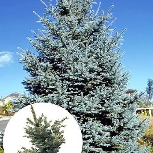 Ель голубая Agro-Market колючая Fat Albert ком/сетка высота 90-110 см 185198 1 саженец в упаковке - фото 1